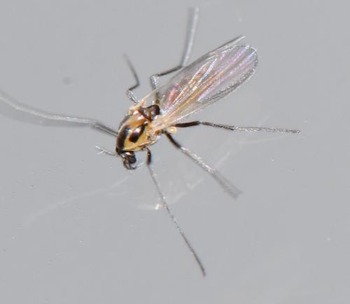 Réf. 315 495 : Cricotopus sp.